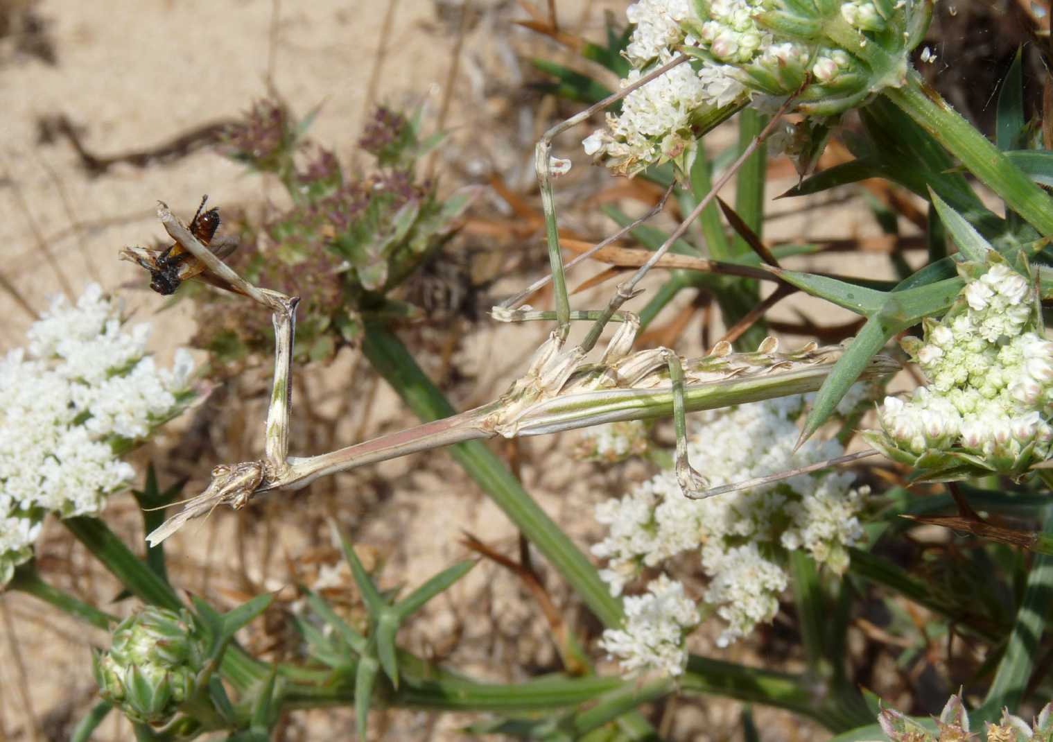 Empusa pennata con preda